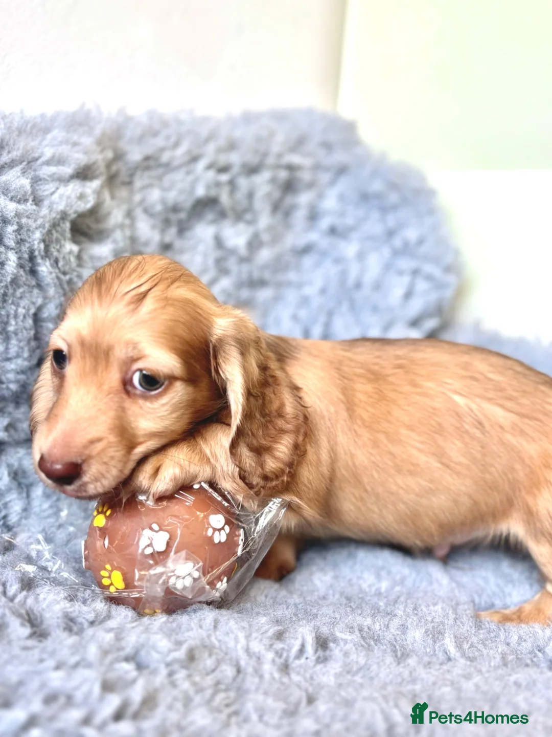 Miniature Dachshund dogs for sale: 🐶 PRA KC reg Miniature Long Haired Dachshunds🐶 - Advert 18