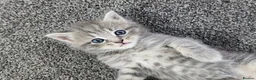 Persian cats for sale: Persian× British short hair(Perdolls) - Advert 35