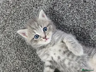 Persian cats Siberian × British short hair(Perdolls) - Advert 2