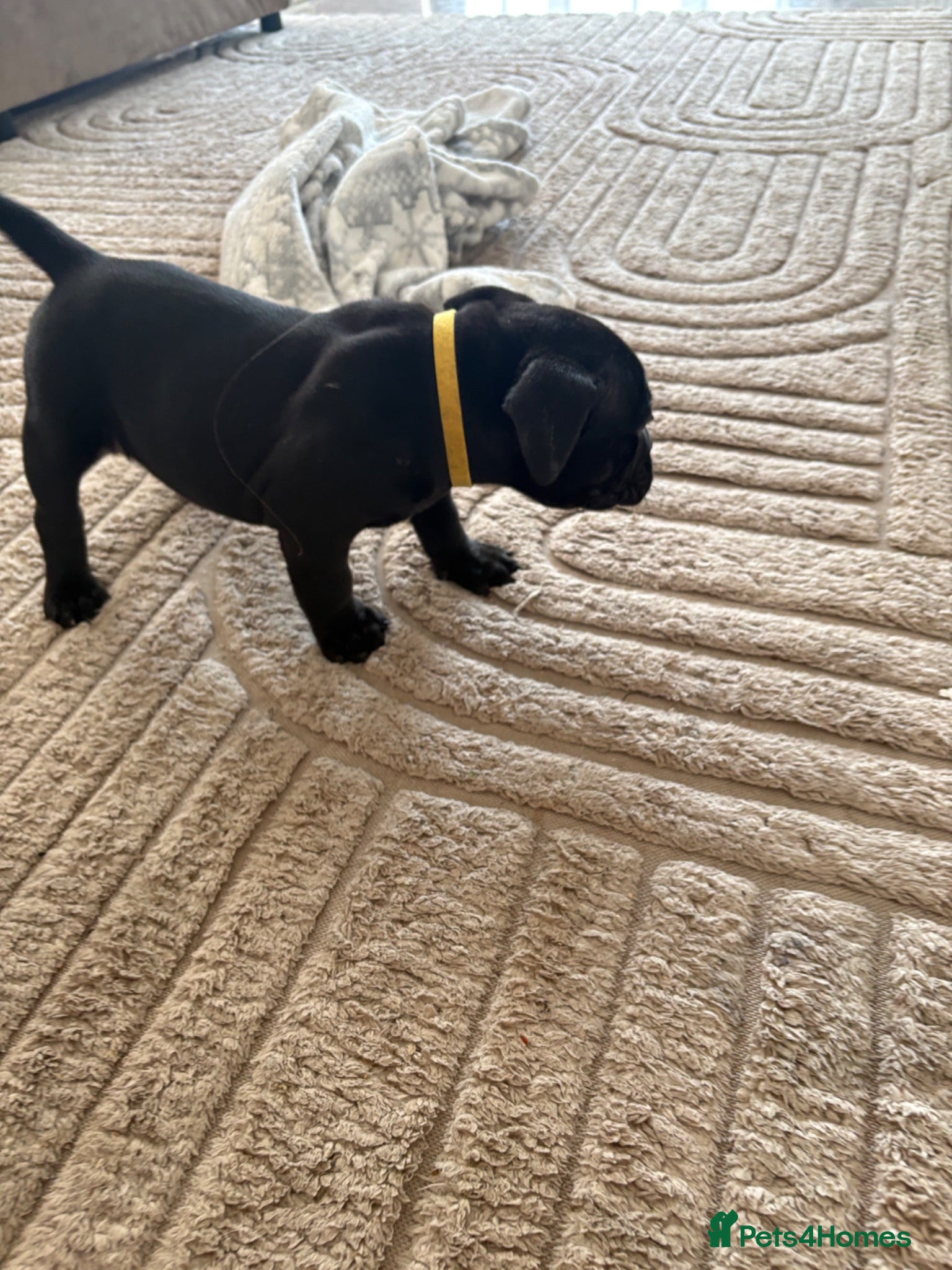 American Bully dogs ****POCKET BULLIES LAST 2 GIRLS READY TO GO TODAY - Advert 1