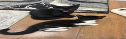 Mixed Breed cats for sale: Black & White Female & Black Male Kittens – Loving - Advert 4