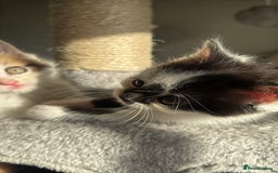 Persian cats for sale: mixed bombay and persian kittens  - Image 13