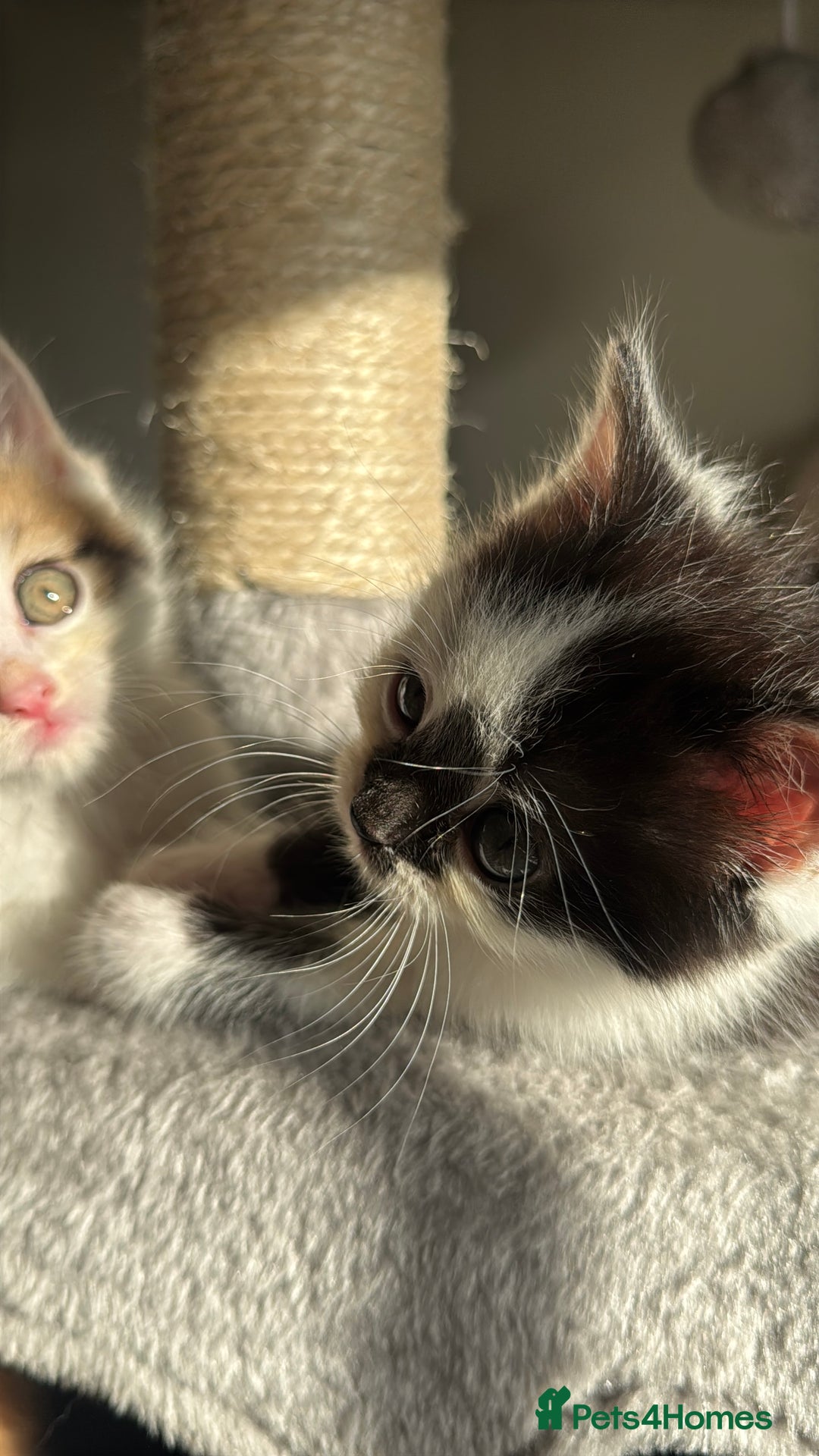 Persian cats for sale: mixed bombay and persian kittens  - Image 13