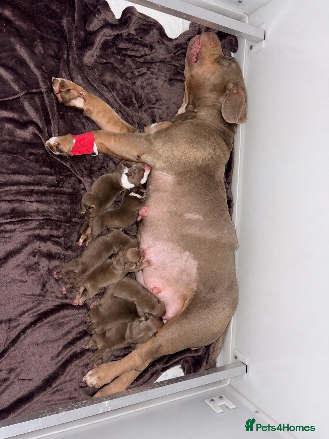 American Bully dogs American pocket bullies - Advert 2