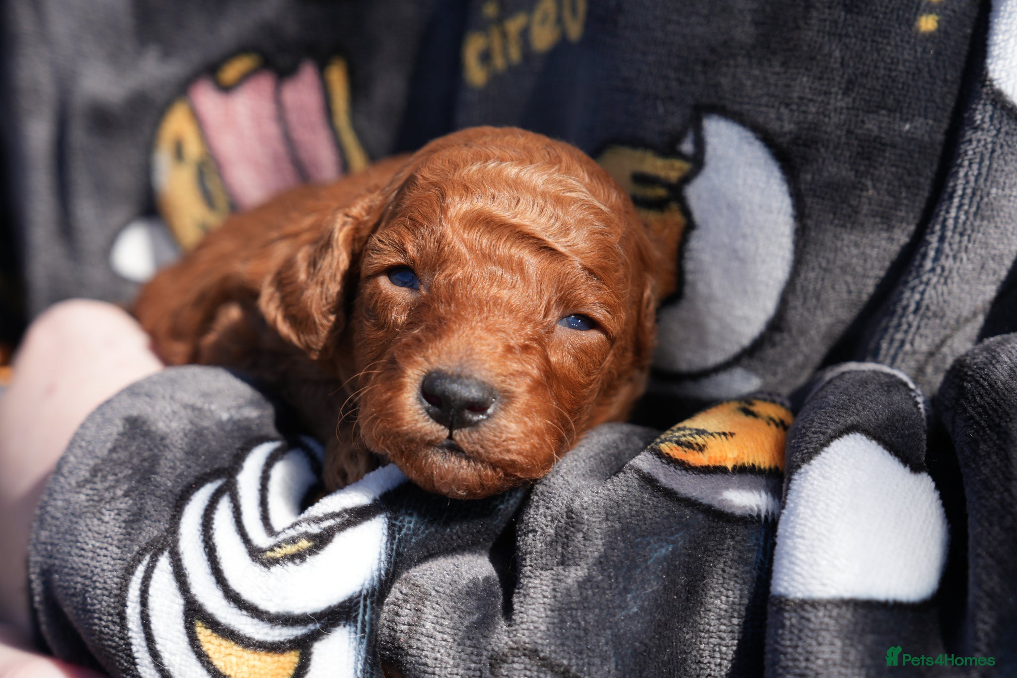 Mixed Breed dogs TOY X MINIATURE POODLE PUPPIES - RED - Advert 6