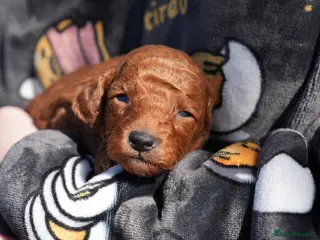 Mixed Breed dogs TOY X MINIATURE POODLE PUPPIES - RED - Advert 6