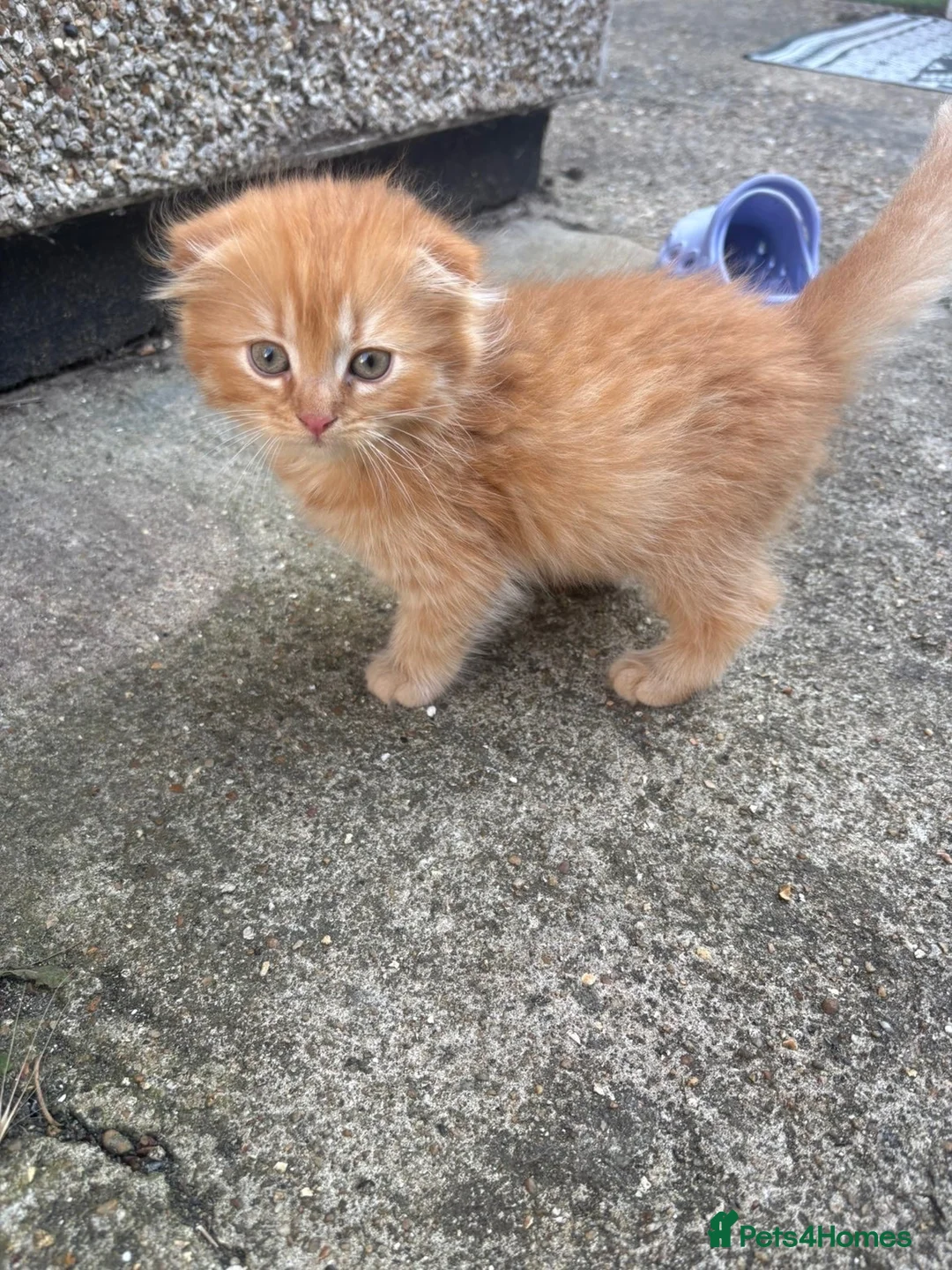 Scottish Fold cats for sale: Scottish fold kittens ready to leave now  - Advert 2