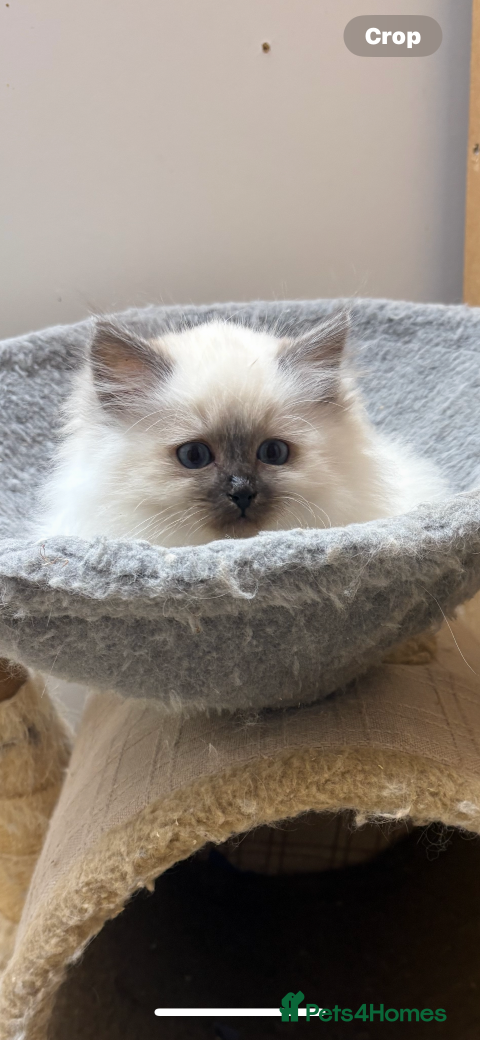 Siberian cats Stunning Neva Siberian Kittens - Advert 1