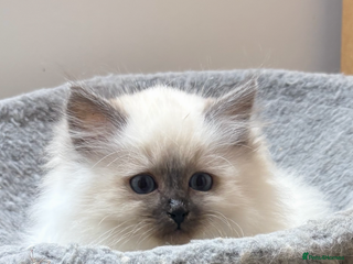 Siberian cats Stunning Neva Siberian Kittens - Advert 2