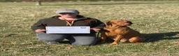 Hungarian Vizsla dogs for sale: High Quality Hungarian Vizsla Puppies - 2 boys - Advert 16