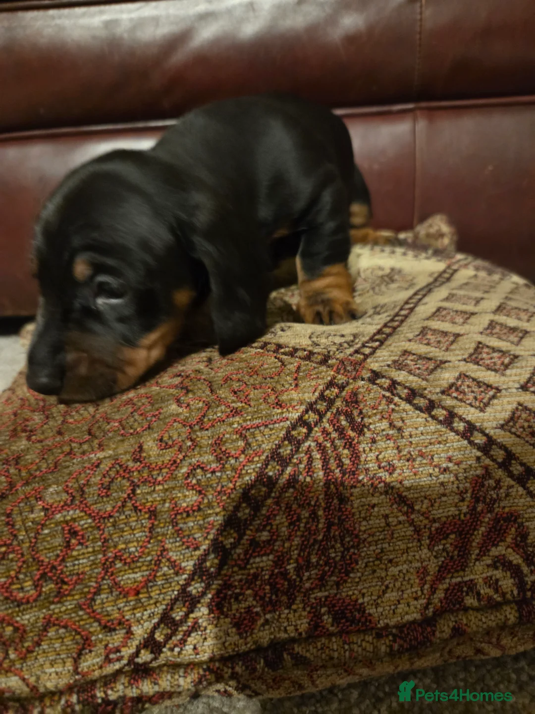 Miniature Dachshund dogs for sale: Mini daschund  - Advert 4