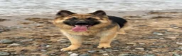 German Shepherd dogs for sale: Male German Shepherd- sad rehome  - Advert 12