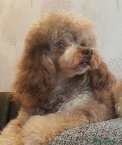 Poodle dogs Tiny phantom HEALTH tested poodle for stud ONLY in Lincoln - Advert 1