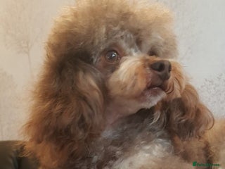 Poodle dogs in Lincoln - Advert 2