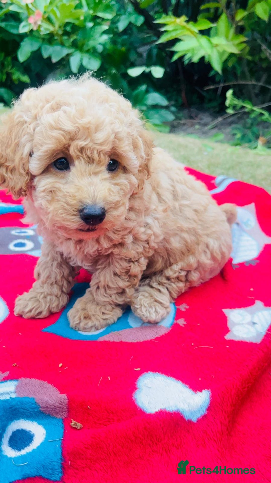 Labradoodle dogs for sale: Chunky Miniature Soft Curled Labradoodle Pups - Image 25