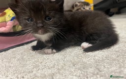 British Shorthair cats for sale: 5 beautiful British shorthair kittens - Image 20