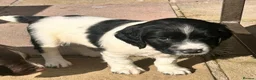 English Springer Spaniel dogs for sale: Stunning KC Registered ESS from working stock - Advert 8