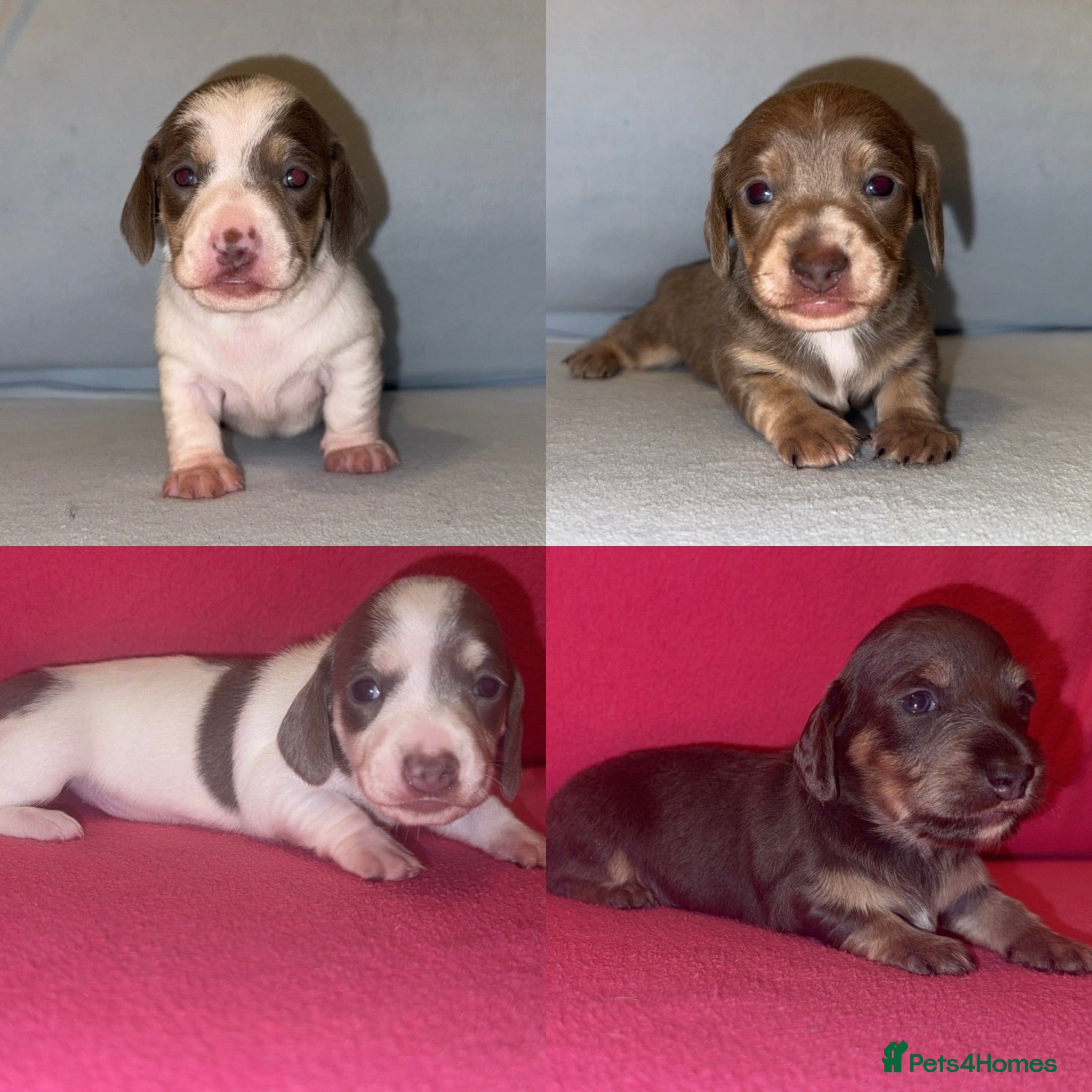Miniature Dachshund dogs Quality Miniature Dachshunds - Advert 1