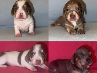 Miniature Dachshund dogs Quality Miniature Dachshunds - Advert 1