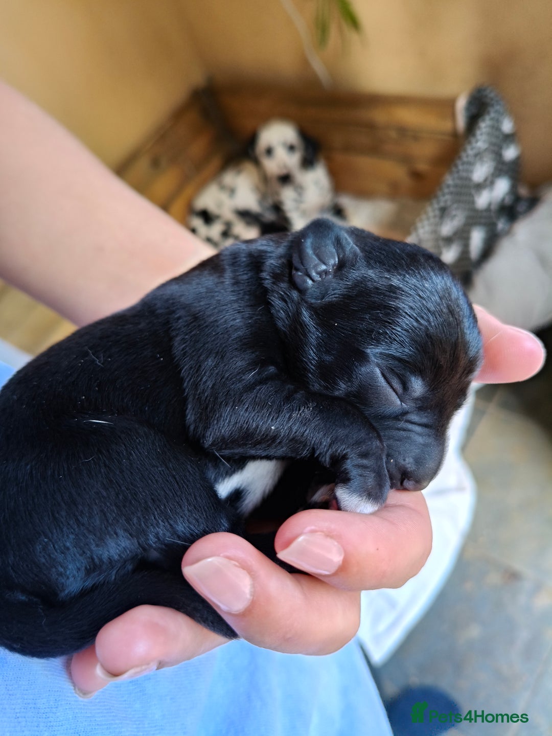 Mixed Breed dogs for sale: Dalmador puppies - Image 3