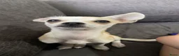 Chihuahua dogs for sale: Toy chihuahua 🐕 in Rotherham - Advert 6