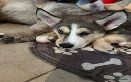 Pomsky dogs for sale: Adorable Blue Eyed 🐾 Long Eared Pomskies  - Image 2