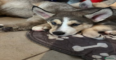 Pomsky dogs - Advert 3