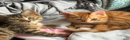 Mixed Breed cats for sale: READY NOW SIX STUNNING KITTENS  - Advert 17