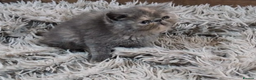 Persian cats for sale: Persian Kittens For Sale - Advert 18