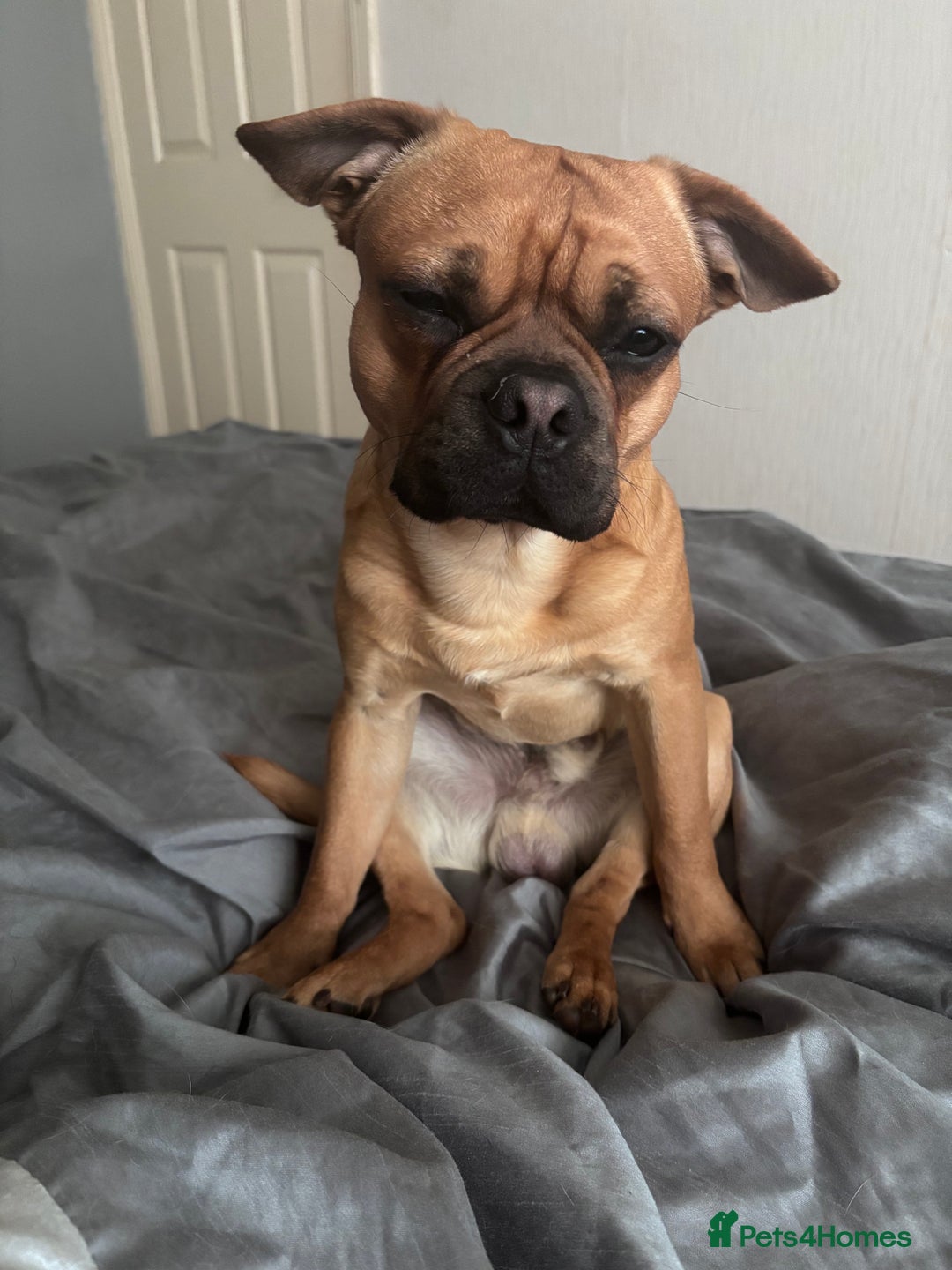 Mixed Breed dogs for sale: Beautiful frenchie cross - Image 5
