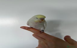 Budgerigars birds for sale: Young budgies happy&healthy in London - Image 8