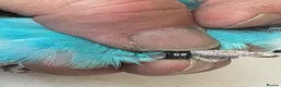 Budgerigars birds for sale: Budgies for sale  in Spalding - Advert 18