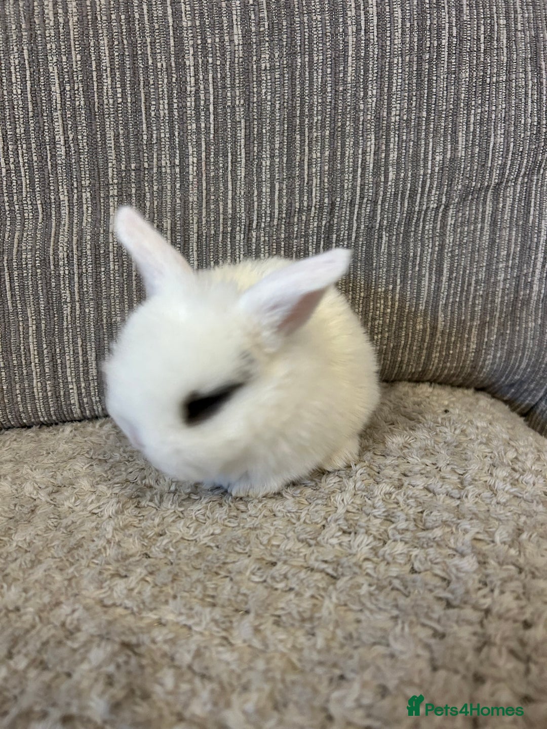 Mini Lop rabbits for sale: Pure Mini Lop babies  - Advert 8