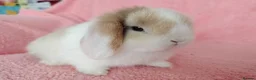 Mini Lop rabbits for sale: Baby mini lops for sale  - Advert 7