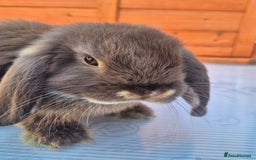 Mini Lop rabbits for sale: Various ages mini lops ready to go - Image 8