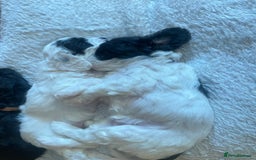 Cavapoo dogs for sale: BEAUTIFUL Toy Cavapoos! - Image 22