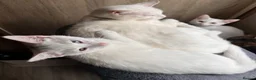 Mixed Breed cats for sale: White and tabby kittens  - Advert 4