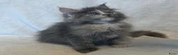 Maine Coon cats for sale: Stunning TICA Maine Coon Kittens active possible  - Advert 12