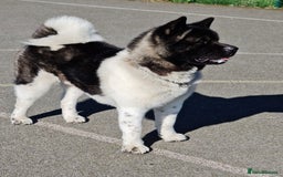Akita dogs for sale: Adult American Akita - Image 5