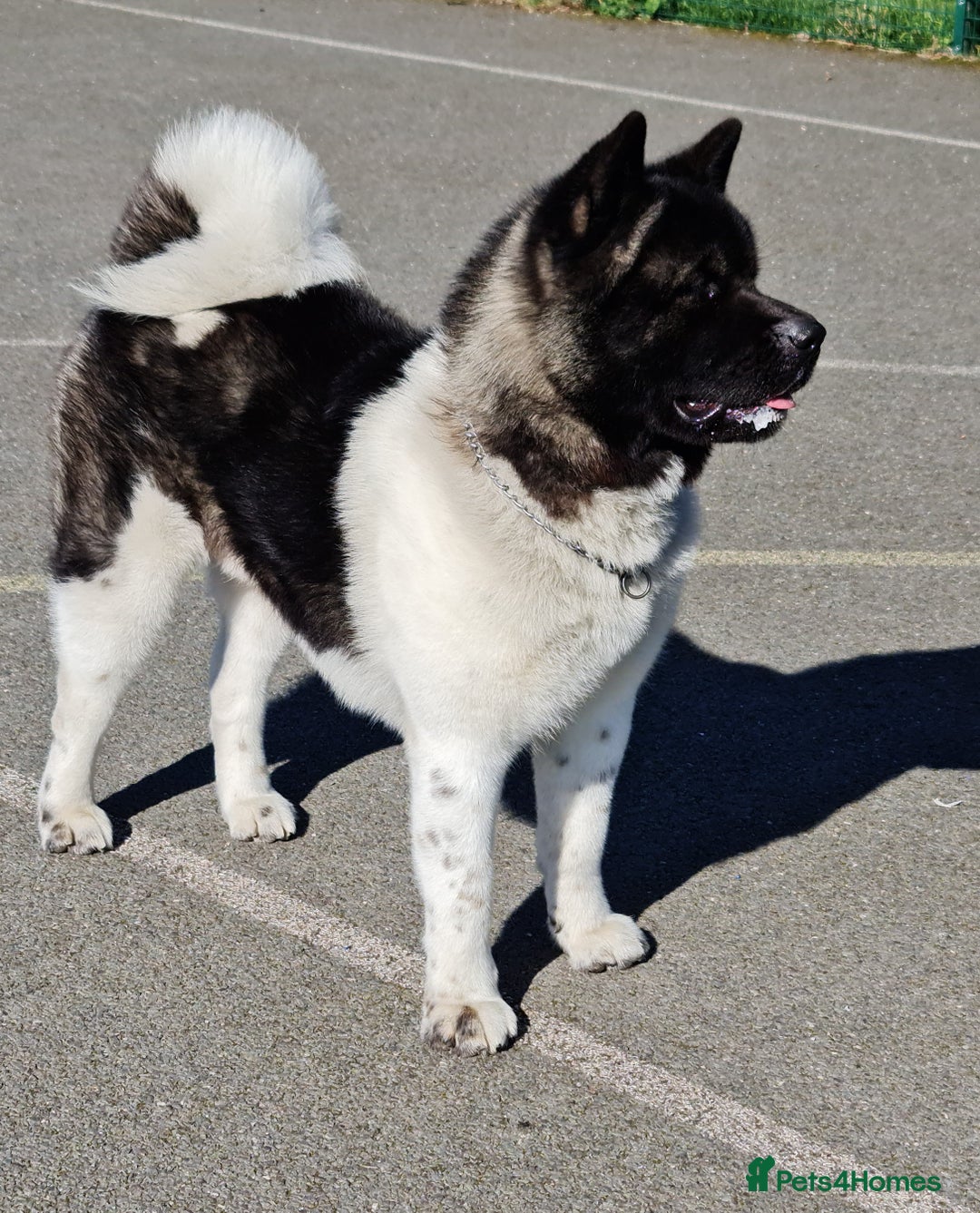 Akita dogs for sale: Adult American Akita - Image 5