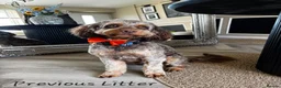 Cockapoo dogs for sale: F1 Miniature Cockapoo's  - Advert 12