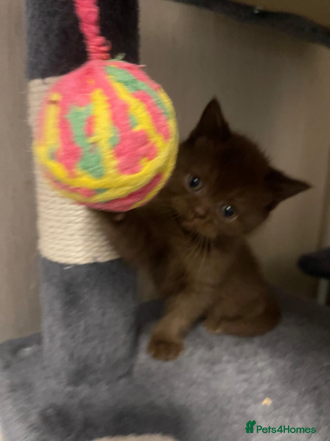 British Shorthair cats for sale: Purebred  British Shorthair Kittens - Advert 24