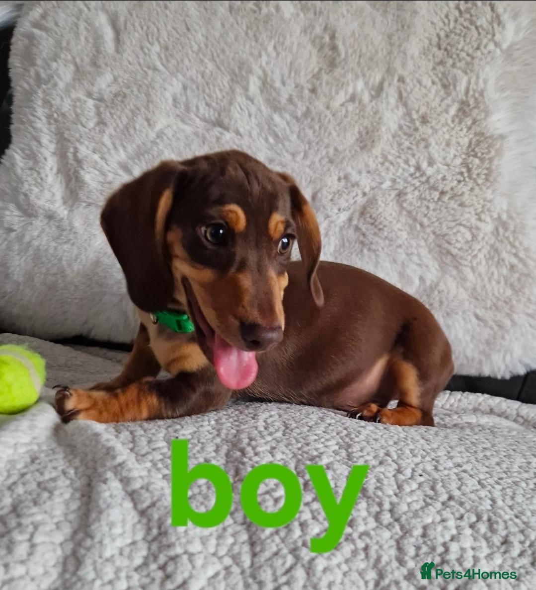 Miniature Dachshund dogs KC PRA CLEAR MINIATURE DACHSHUND  - Advert 1
