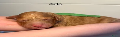 Arlo