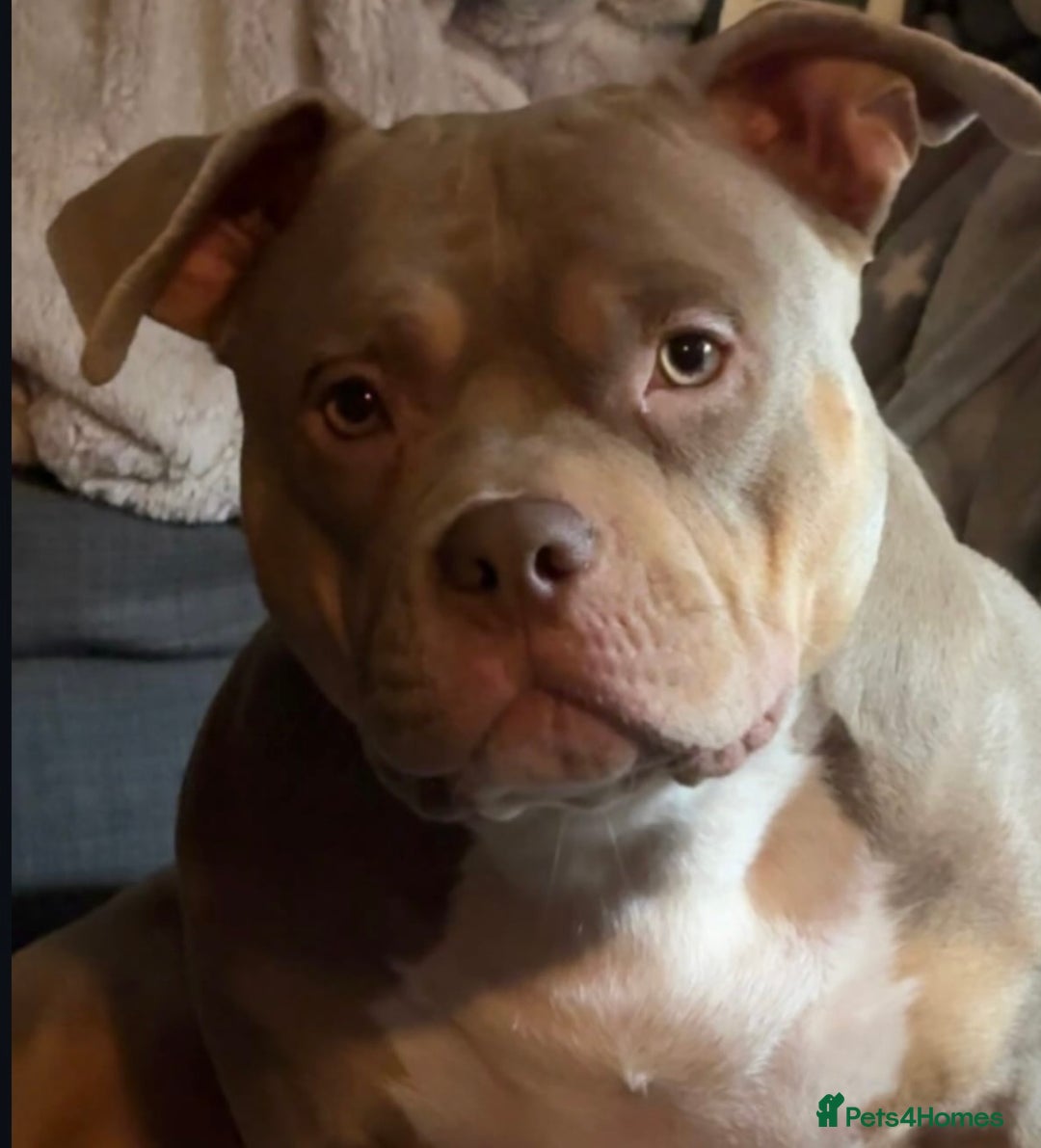 American Bully dogs for sale: AMERICAN POCKET BULLYS - Image 20