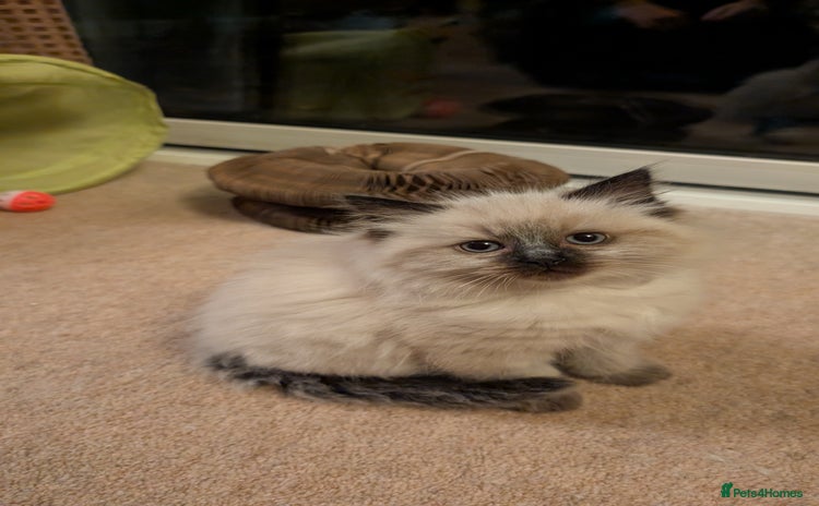 Ragdoll cats Purebred Ragdoll Kittens - Advert 7