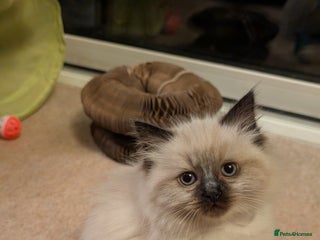 Ragdoll cats Purebred Ragdoll Kittens - Advert 9