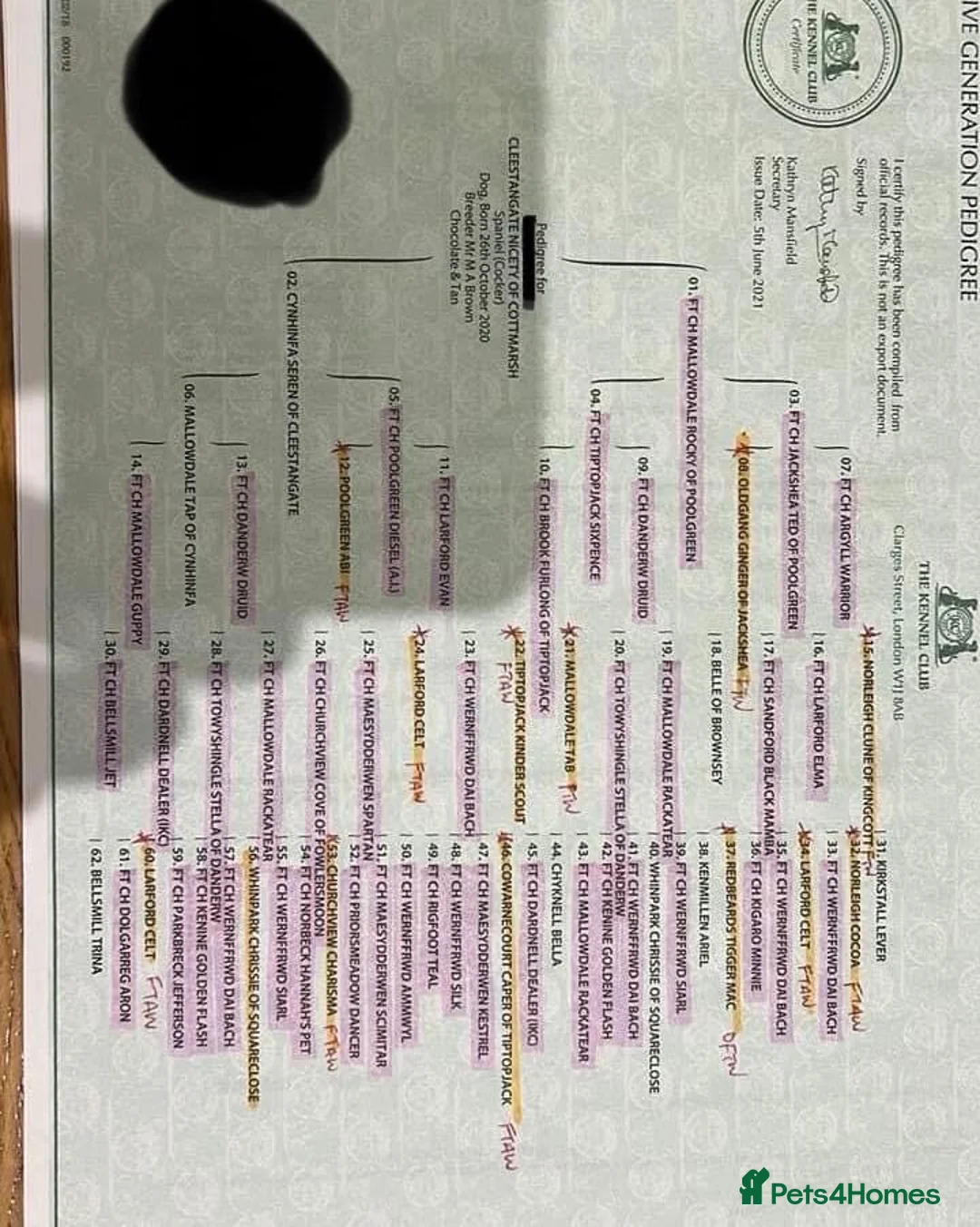 Cocker Spaniel dogs for stud: Champion bred Working cocker spaniel stud dogs  in Middlewich - Advert 3