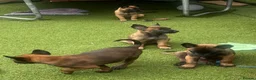 Belgian Shepherd Dog dogs for sale: Stunning litter of Belgian Malinois puppies  in Weymouth - Advert 15