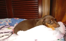 Dachshund dogs for sale: Stunning litter of 4 - Image 3
